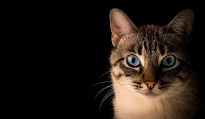 10 Warning Signs That Your Cat Is Sick The Cat S Meow Kitnipbox