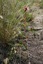 Image result for Antherotoma debilis