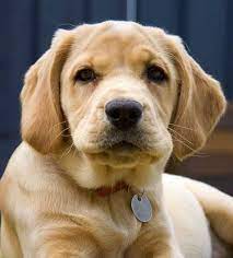 The cocker spaniel mix is not a purebred dog. 33 Labrador Mixed Breeds Lovable Lab Mixes With Lifelong Loyalty