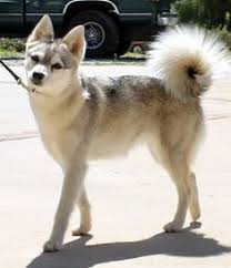Closely follow the alaskan klee kai rules and regulations and the code of ethics. Die 9 Besten Ideen Zu Alaskan Klee Kai Hunde Alaskan Klee Kai Tiere
