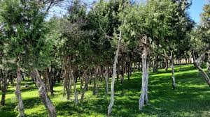 ‫غابة‬‎ ile ilgili görsel sonucu