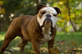 Our goal is to make the best rescue match taking into consideration the rescue bulldogs background and your family's needs. Bulldog Puppies For Sale From Reputable Dog Breeders