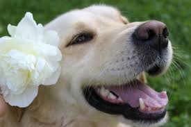 Find images of dog flower. Doggos N Puppers Flower Dog Pics Of Rare Puppers And Pute Doggos Rare Puppers Pure Doggos Doge Memes Cheezburger