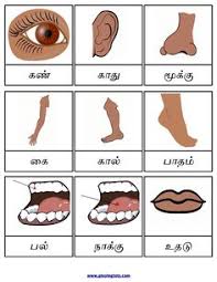The human body is a wonderful creation of nature. 8 Tamil Work Ideas 1st Grade Worksheets 2nd Grade Worksheets Worksheets For Kids