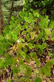 Image result for Hymenophyllum capillare