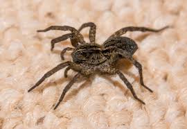 Check spelling or type a new query. The Wolf Spider Is Autumn S Most Frightening Home Intruder The Washington Post