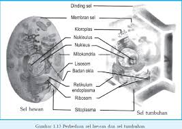 Pada sel hewan terdapat lisosom dan sentrosom, sedangkan pada sel tumbuhan terdapat dinding sel, vakuola, plastid, dan peroksisom. Struktur Sel Hewan Daftarcatatanku