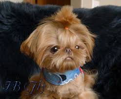 Quality Chinese Imperial Shih Tzu And Tiny Teacup Puppies For Sale Here Health Sweet Temperament And St Teacup Puppies Shih Tzu Puppy Teacup Puppies For Sale