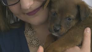 Ads are not allowed, breeders are not welcome. 50 Rescue Puppies Looking For Forever Homes Kare11 Com