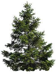 Pine Tree Png By Moonglowlilly On Deviantart Tree Photoshop Landscape Tree