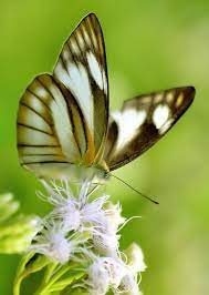 Pin On Mariposas
