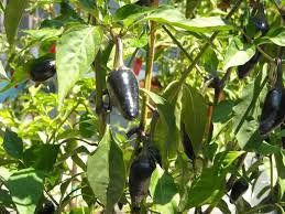 Cover the tray with a humidity dome or sheet of plastic to hold in moisture. Growing Jalapenos From Seeds To Potted Plants Grow Hot Peppers