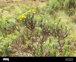 Image result for Phymaspermum
