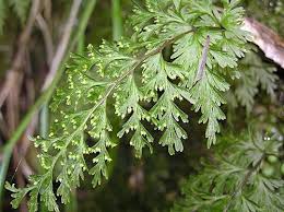 Image result for Hymenophyllaceae