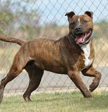 Tiger Stripe Black And Brown Pitbull Brindle Pittbull American Pitbull Terrier Pitbull Terrier Pitbulls