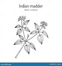 Image result for Rubia cordifolia