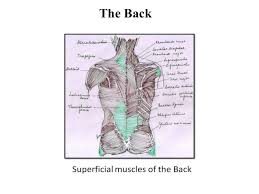 Topographically, the muscles in this group are classed along with the lateral torso wall and upper extremity latissimus dorsi is one of the largest back muscles. Superficial Muscles Of Back