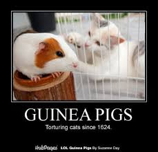 Pin On Guinea Pigs