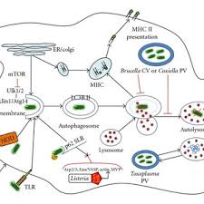 The interplay between autophagy and intracellular pathogens. Pathogen... |  Download Scientific Diagram