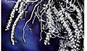 Image result for Solenangis