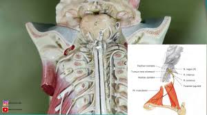 نتیجه جستجوی لغت [accessorius] در گوگل