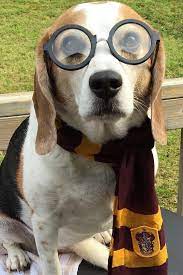 32 Diy Costumes That Will Make Everyone Jealous Of Your Cute Dog Dog Halloween Diy Dog Costumes Diy Dog Stuff