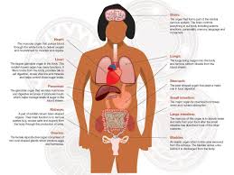 The leg anatomy includes the quads, hams, glutes, hip flexors, adductors & abductors. Diagram Of The Heart And Lungs Stomach Simple Electronic Circuits