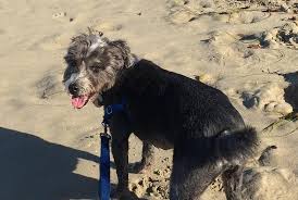 It's a hunters' reunion when the crew joins forces with bobby (guest star jim beaver), ellen (guest star samantha ferris) and jo (guest star alona tal) for what could be their last night on earth. Metropolitan Veterinary Hospital 97 Recommendations Santa Ana Ca