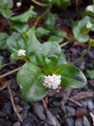 Image result for Boerhavia repens