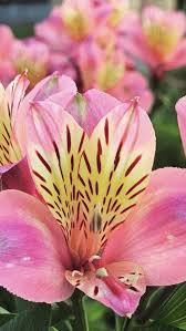 We did not find results for: Peruvian Lily Wholesale Flowers Peruvian Lilies Alstroemeria Wedding Flowers