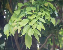 Image result for Pericopsis