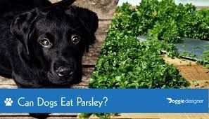 So, can dogs eat parsley? Can Dogs Eat Parsley What You Need To Know Doggie Designer