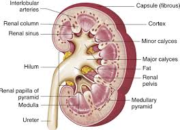Kidney Anatomy Crossection Pelvis Kidney Failure Treatment Kidney Anatomy