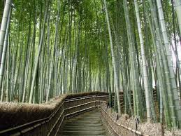 10 Most Beautiful Indian Roads Beautiful Roads Bamboo Landscape Perennial Plants