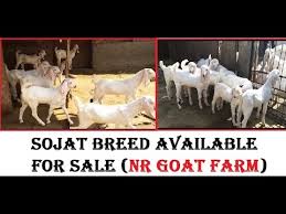 Sojat bakri giving birth jodhpur | desi tarika bakri palan. Sojat Bakre For Sale à¤¸ à¤œà¤¤ à¤¨ à¤¸à¤² à¤• à¤¬à¤•à¤° à¤« à¤° à¤¬à¤•à¤° à¤ª à¤²à¤¨ à¤¬ à¤œ à¤¨ à¤¸ Animals Blog Kolkata Youtube