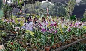 Taman cattleya atau dikenal juga sebagai taman tomang merupakan sebuah objek wisata alam di tengah kawasan jakarta barat yang padat. Harga Tiket Masuk Taman Anggrek Ragunan Lokasi Jakarta Selatan Jejakpiknik Com