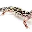 Common leopard gecko