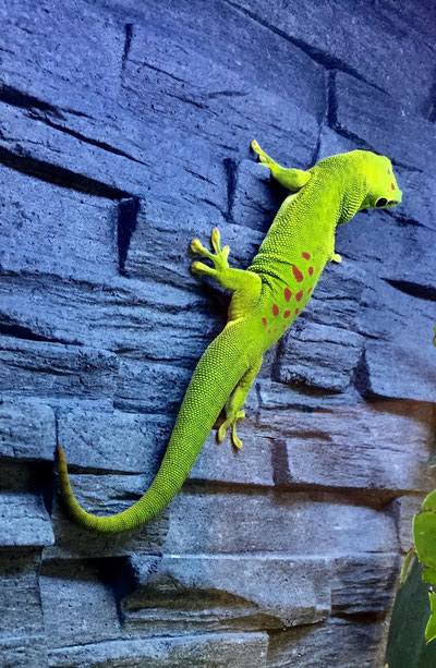 Madagaskar Taggecko - Lizard Lounge