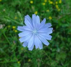 Image result for Cichorium