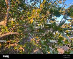 Image result for Strychnos madagascariensis
