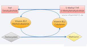 Vitamin B12 Und Folsaure Dr Schweikart Verlag
