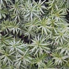 So bekommt der garten eine schöne, dichte eibenhecke! Taxus Media Hillii Kaufen Gunstig Auf Garmundo