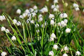 It also looks fantastic in pots and comes with pink, white and purple flowers. 4 Plants That Flower In Winter Jimsmowing Com Au