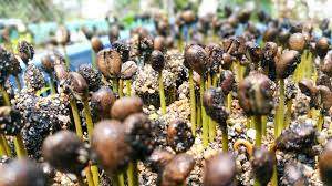 A coffee bean is actually a seed. Sapling Seed Coffee Beans In Cafe Nursery Plantation Stock Photo Image Of Espresso Mocha 106985336