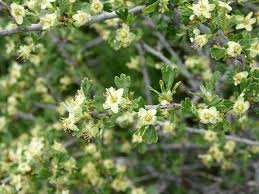 Image result for Polystachya tridentata