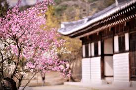 Baju musim semi di korea lokasi : Tempat Wisata Menarik Saat Musim Semi Di Korea Javamifi Blog