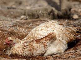 I speak from experience, friends. Best Ways To Prevent Chicken Mites And Lice In 2020 Poultry Feed Formulation