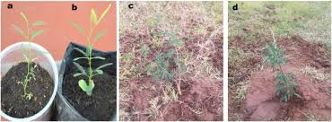 Image result for Cissus fanshawei