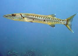 Alibaba.com offers 369 barracuda fish products. Hast Du Gewusst Dass Der Alpenfischer