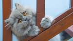 Blue persian kitten for sale - May 2020 - NewsNow